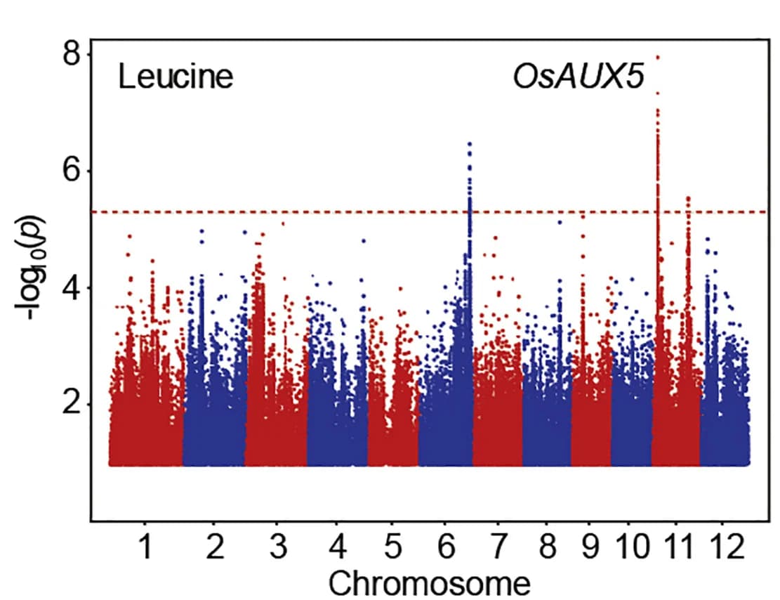 Open access visualization of Manhattan Plot, Manhattan Plots, GWAS, Leucine, Rice Varieties