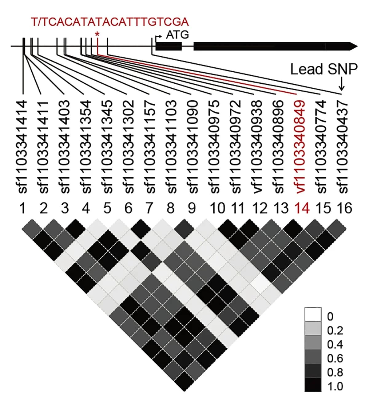 Open access visualization of Heatmap, Gene Structure, OsAUX5, Linkage Disequilibrium, Polymorphic Sites