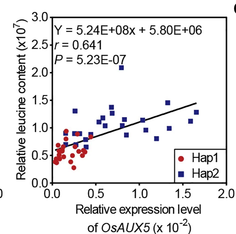 Open access visualization of Scatter Plot, Regression Plot, OsAUX5, Transcript Levels, Leucine
