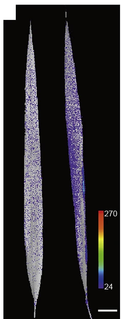 Open access visualization of Scatter Plot, GFP Fluorescence, Transgenic Plants, Leaf Blade, pro::OsAUX5Hap1-GFP