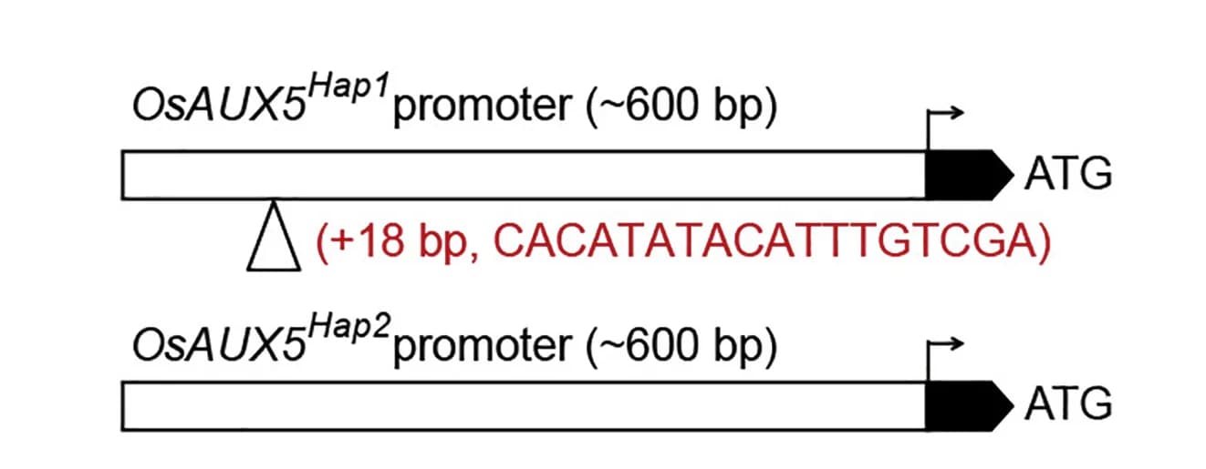 Open access visualization of Illustration, OsAUX5, Promoter Region, Variation, OsAUX5Hap1