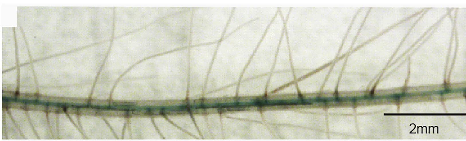 Open access visualization of Microscopy, OsAUX5, GUS Reporter, Promoter, Rice
