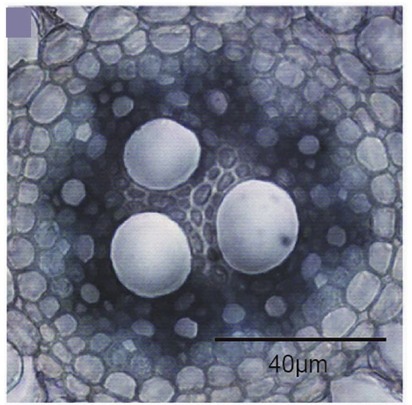 Open access visualization of Microscopy, OsAUX5, GUS Reporter, Promoter, Rice