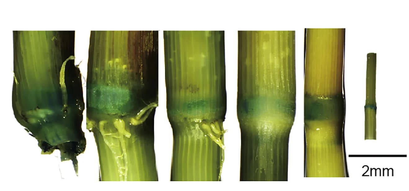 Open access visualization of Photo, OsAUX5, GUS Reporter, Promoter, Rice