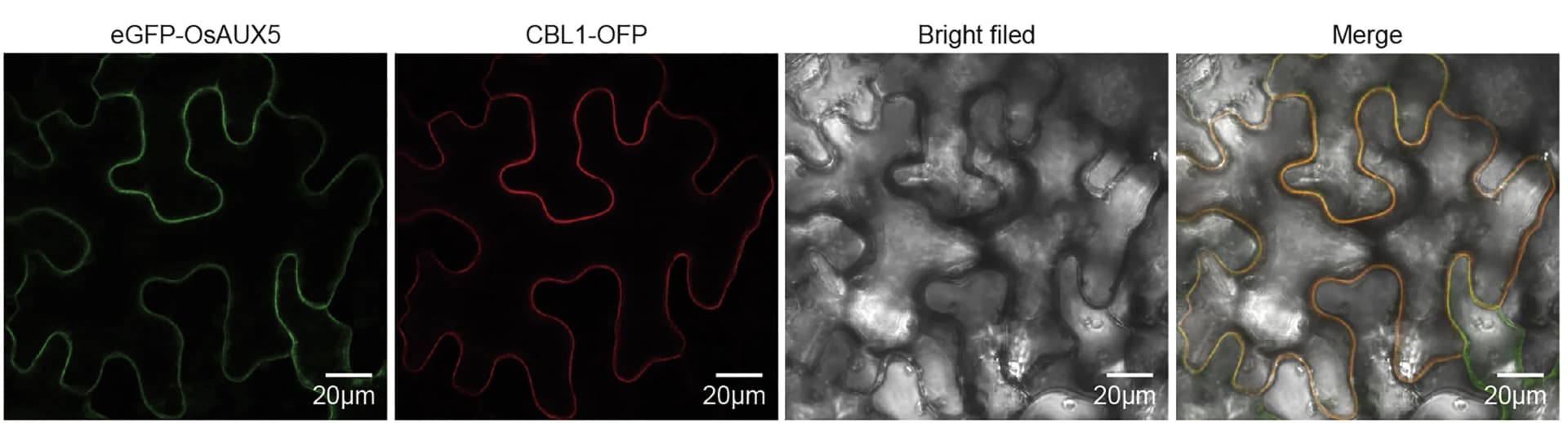 Open access visualization of Microscopy, OsAUX5, Subcellular Localization, Nicotiana Benthamiana, EGFP