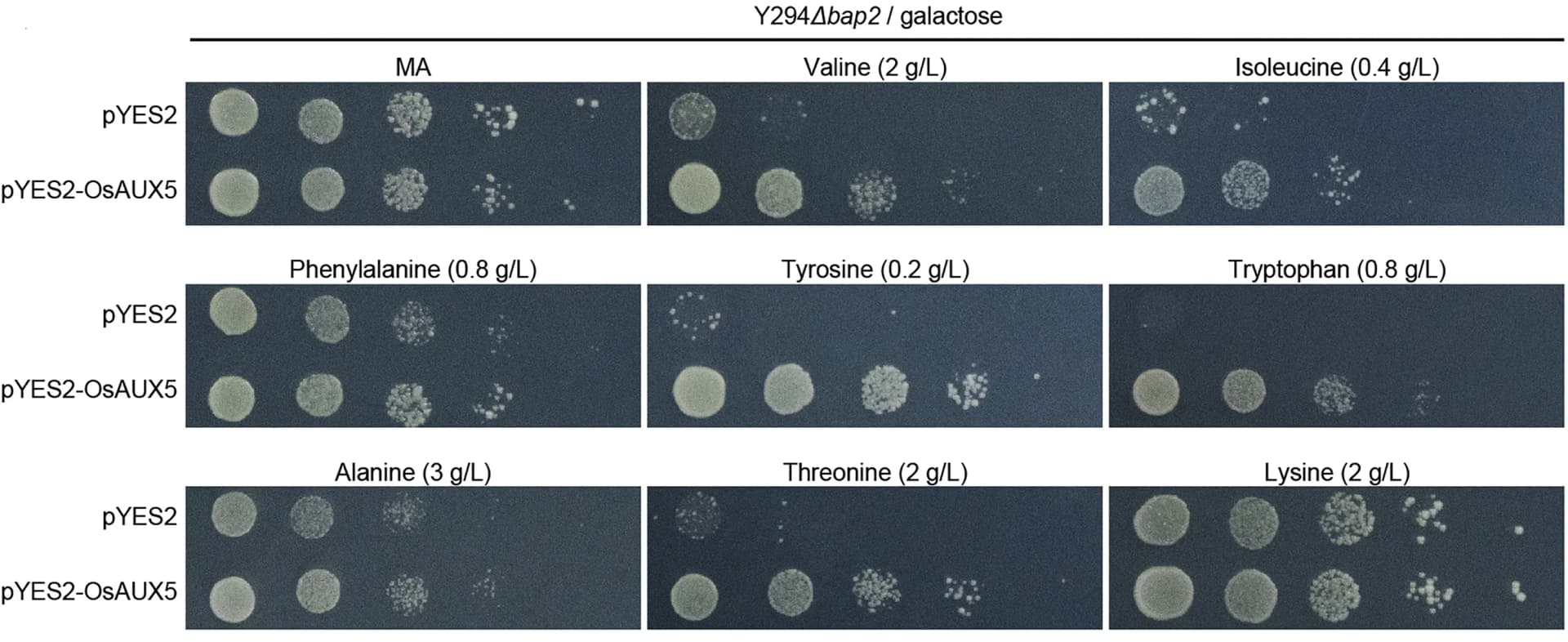 Open access visualization of Gel, Yeast, OsAUX5, Amino Acid, Ammonium