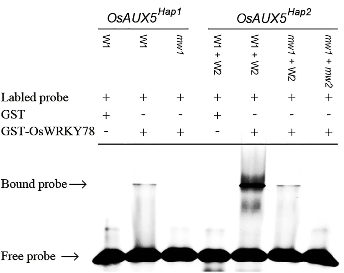Open access visualization of Gel, EMSA, Electrophoretic Mobility Shift Assay, W-box, Cis Element