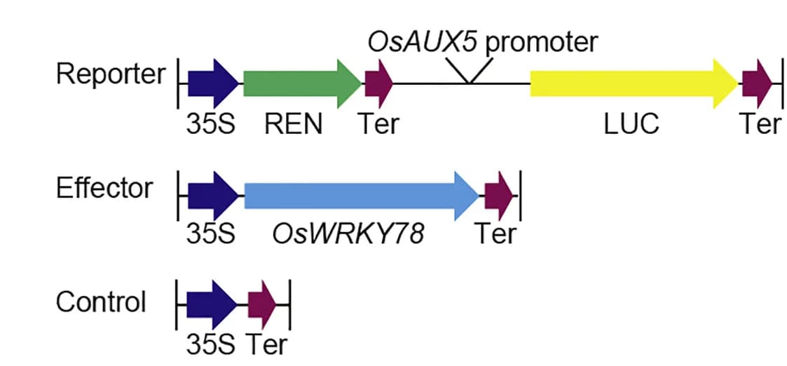 Open access visualization of Workflow, Illustration, Schematic, Effector Plasmid, Reporter Plasmid