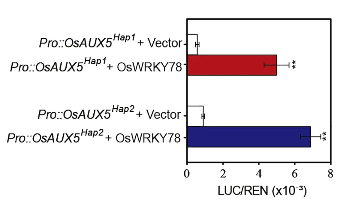 Open access visualization of Bar Plot, Error Bars, Transcriptional Activation, LUC Activity, REN Activity