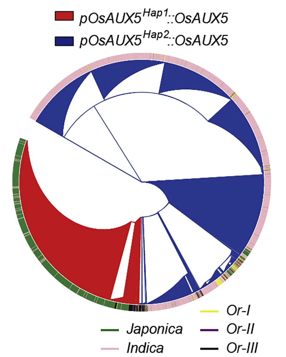 Open access visualization of Chord, Phylogenetic relationship, Rice accessions