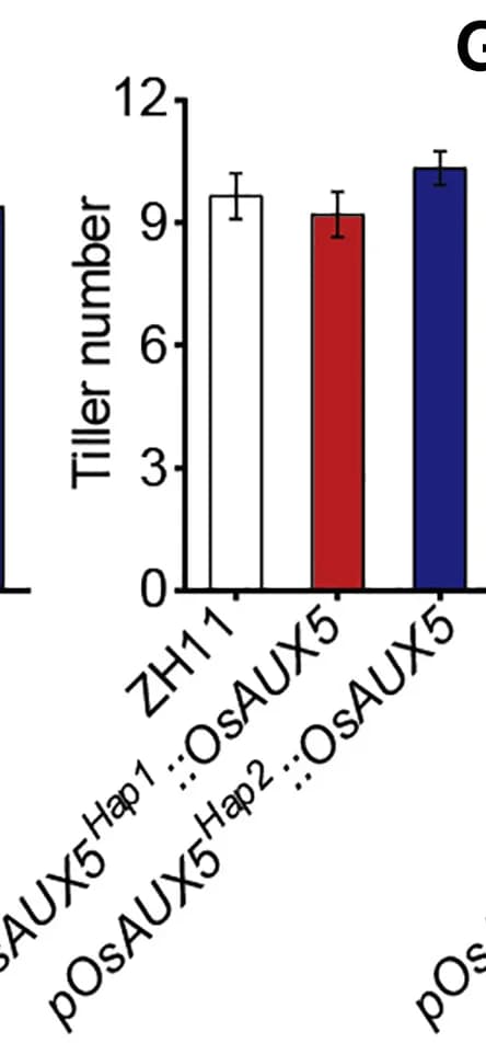 Open access visualization of Bar Plot, Error Bars, Plant height, Tiller number, Grain yield