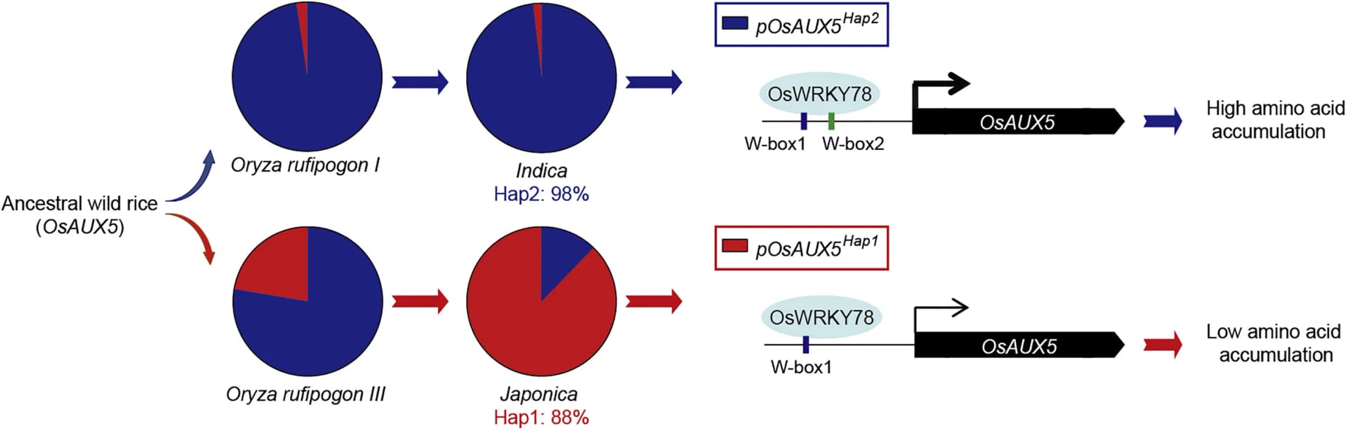 Open access visualization of Pie Chart, Workflow, OsWRKY78, OsAUX5, Promoter Region