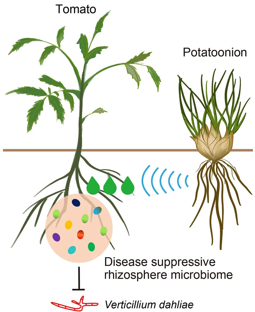 Open access visualization of Illustration, Conceptual Model, Potatoonion Root Exudates, Tomato Plants, Disease-suppressive Microbiome
