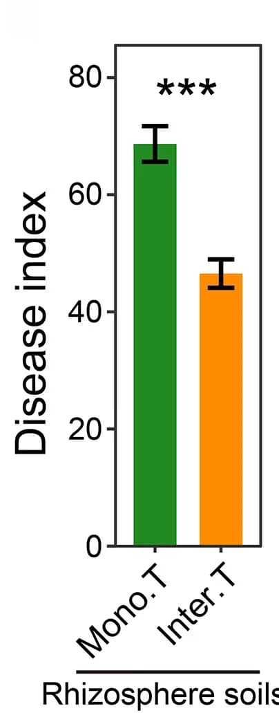 Open access visualization of Bar Plot, Error Bars, Verticillium Wilt, Tomato Plants, Rhizosphere