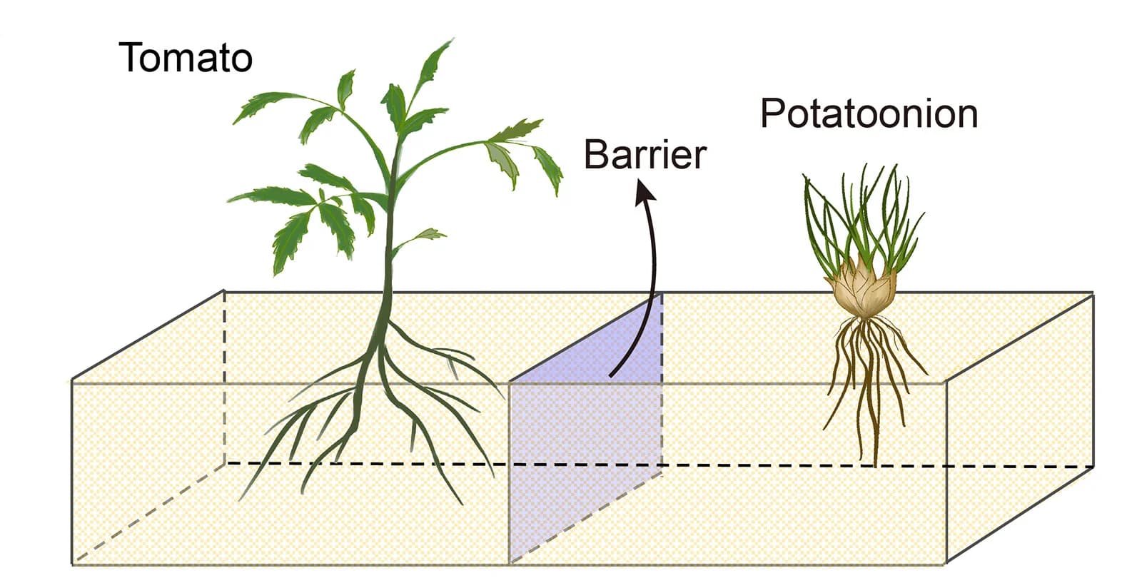 Open access visualization of Illustration, Experimental Design, Plant Interaction, Root Exudates, Monoculture