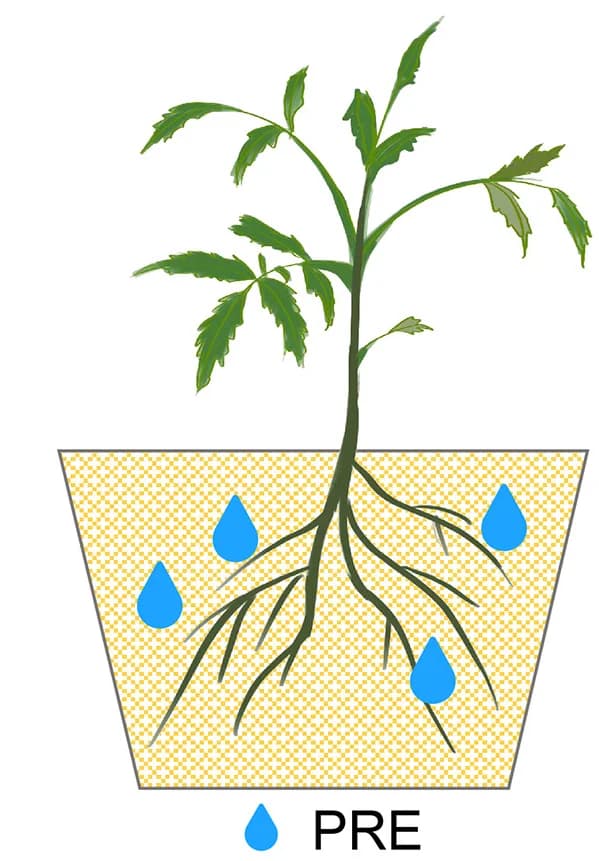 Open access visualization of Illustration, Root Exudates, Verticillium Wilt, Tomato Plants, Bacillus sp.