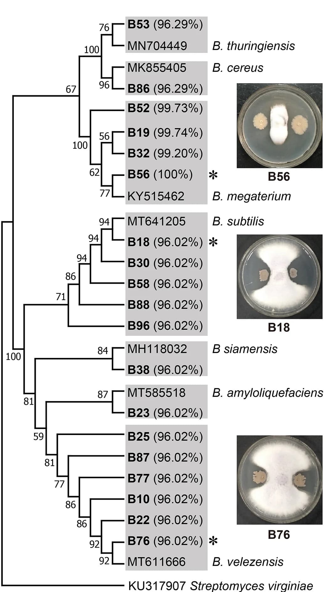 Open access visualization of Network, Pathway, Neighbor-Joining Tree, Phylogenetic Relationship, Bacillus sp.