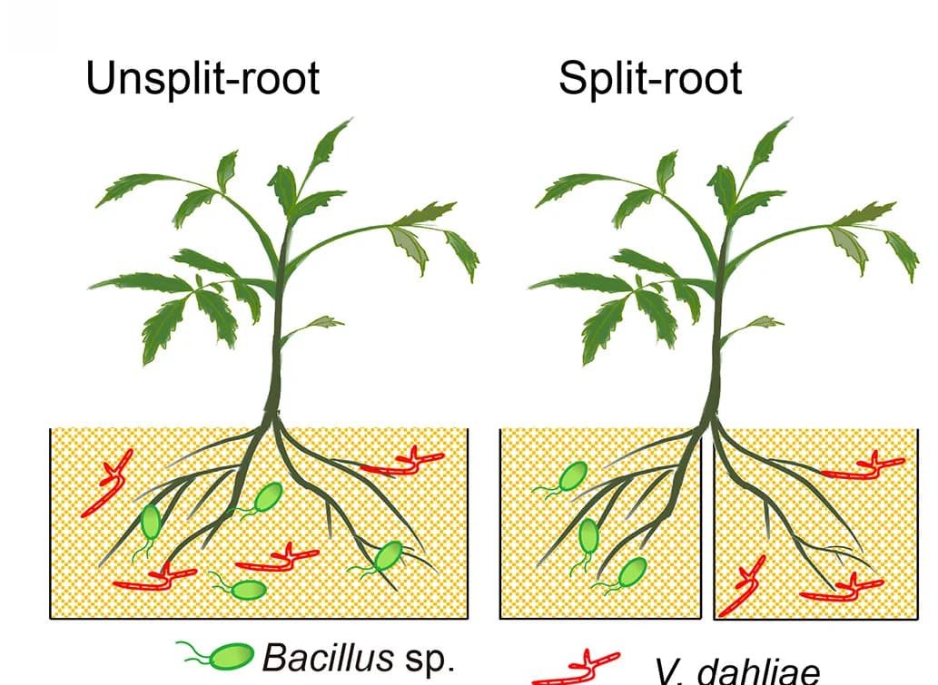 Open access visualization of Illustration, Schematic Representation, Unsplit-root, Split-root, Experimental Systems