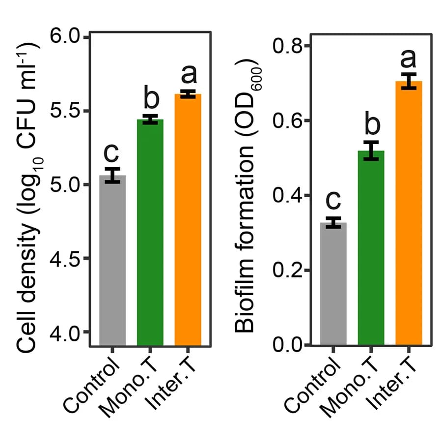 Open access visualization of Bar Plot, Error Bars, In Vitro, Tomato Root Exudates, Biofilm Formation