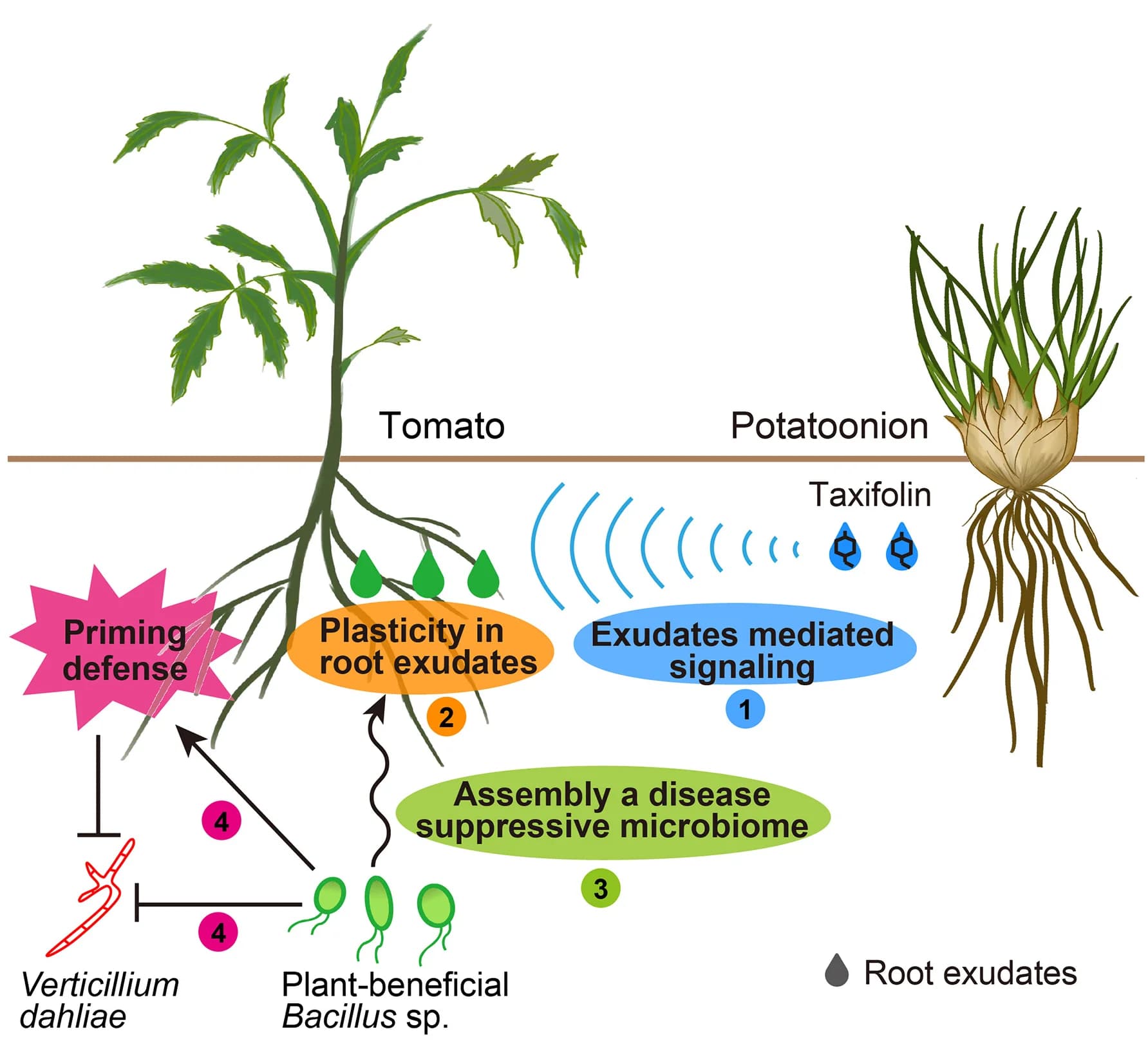 Open access visualization of Illustration, Workflow, Conceptual Model, Interspecific Plant Communication, Rhizosphere