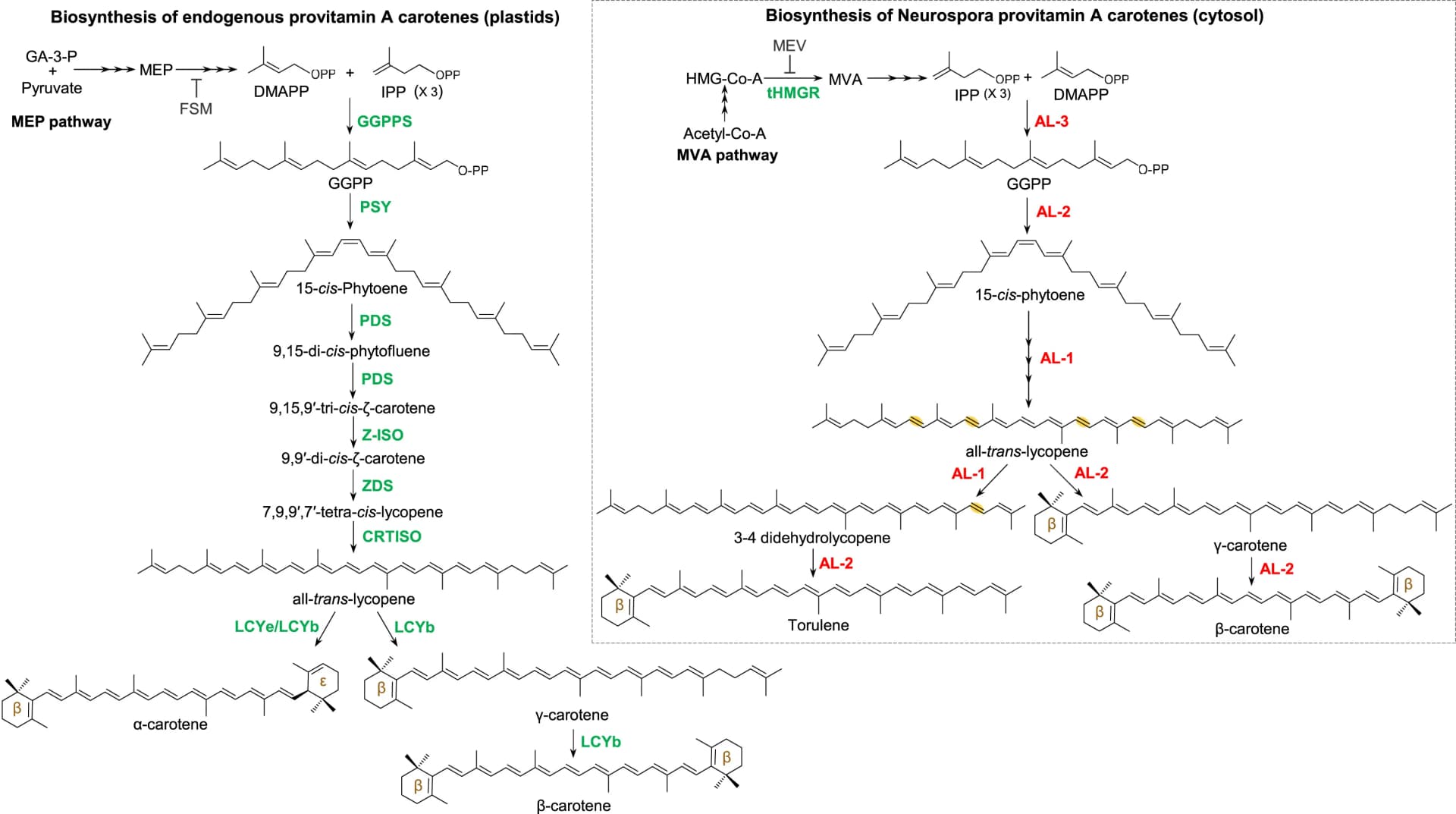 Open access visualization of Workflow, Illustration, Plants, Carotenoid biosynthesis, Plastids