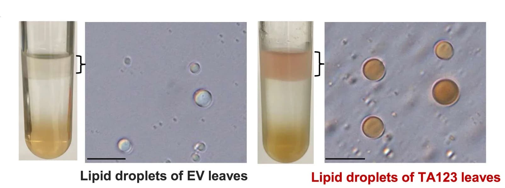 Open access visualization of Microscopy, Photo, CLDs, Nicotiana Leaves, Agro-Infiltration