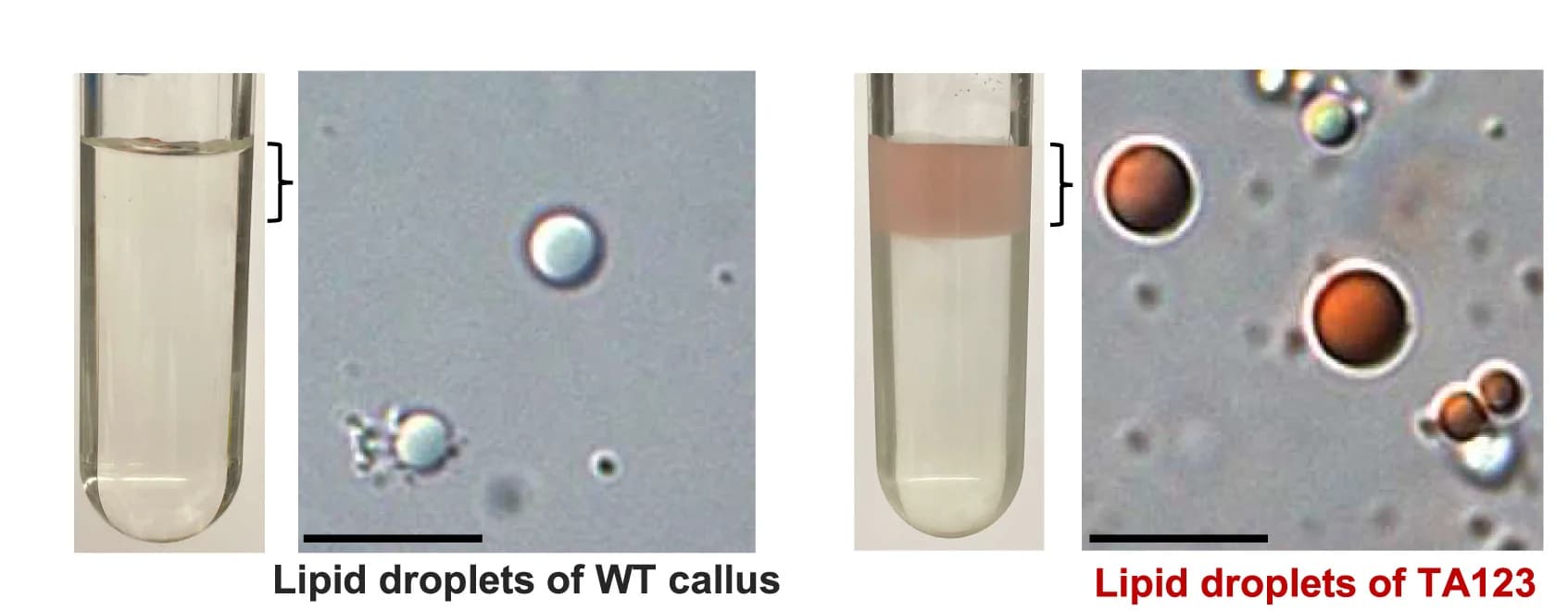 Open access visualization of Microscopy, Photo, Wild-Type, tHMGR/AL-1/-2/-3 Transgenic Callus, CLDs