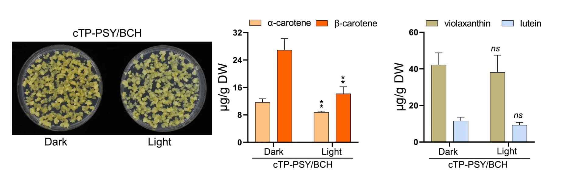 Open access visualization of Bar Plot, Error Bars, cTP-PSY/BCH, Transgenic Callus Line, Plastidial PSY