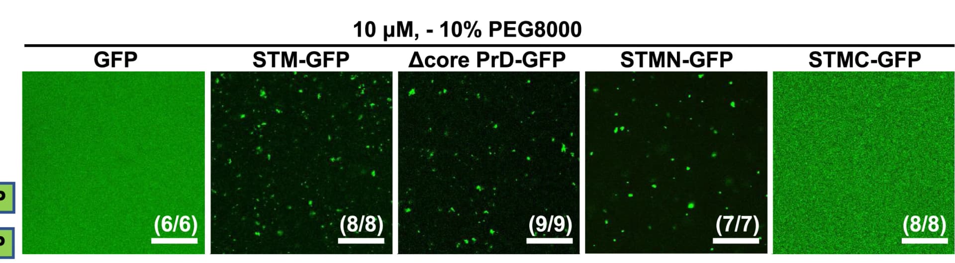 Open access visualization of Microscopy, Phase Separation Assay, STM Condensates, PEG8000
