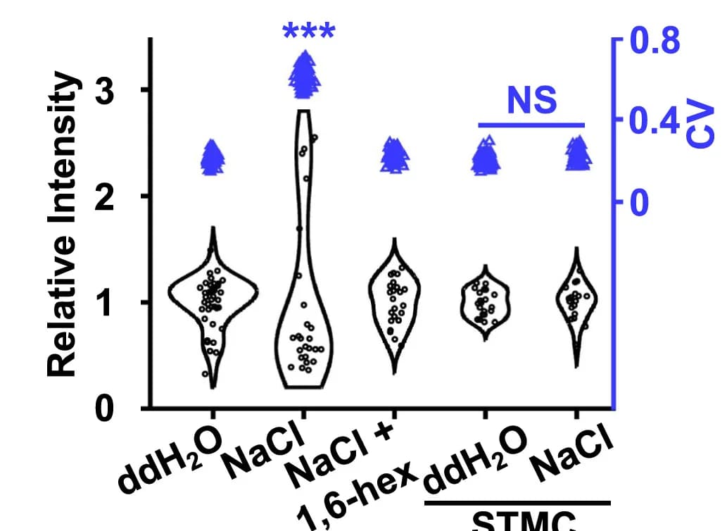 Open access visualization of Violin Plot, Scatter Plot, Protein Pixel Intensities, STM Protein, STMC Fragment