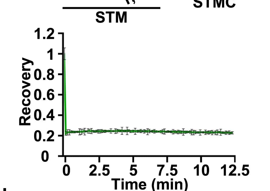 Open access visualization of Line Plot, Error Bars, Fluorescent Recovery, STM-GFP Condensates, Photobleaching