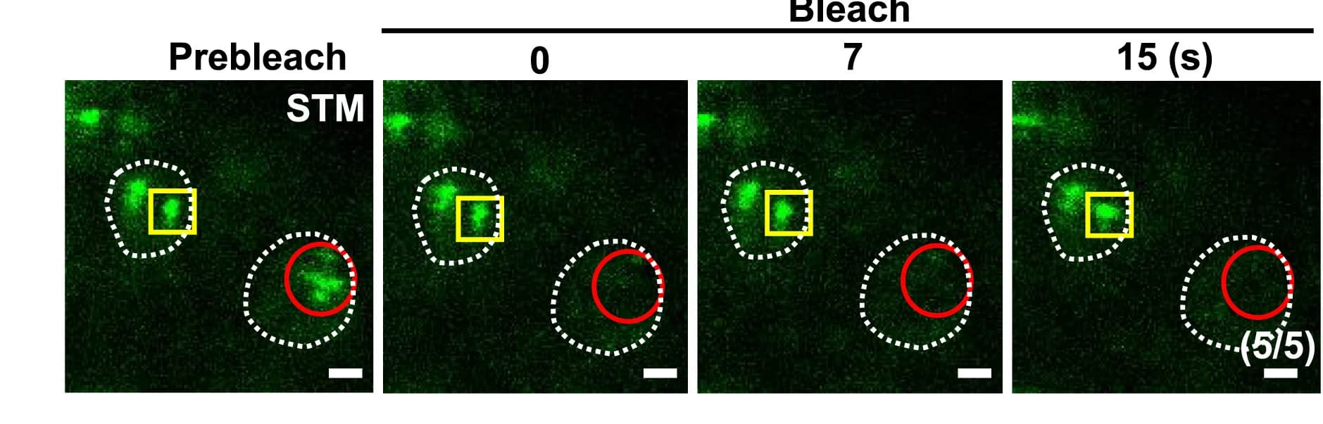 Open access visualization of Microscopy, Fluorescent Recovery, STM Condensates, NaCl Treatment, Photobleaching