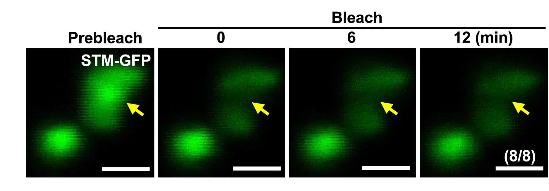 Open access visualization of Microscopy, Fluorescent Recovery, STM Condensates, NaCl Treatment, Photobleaching