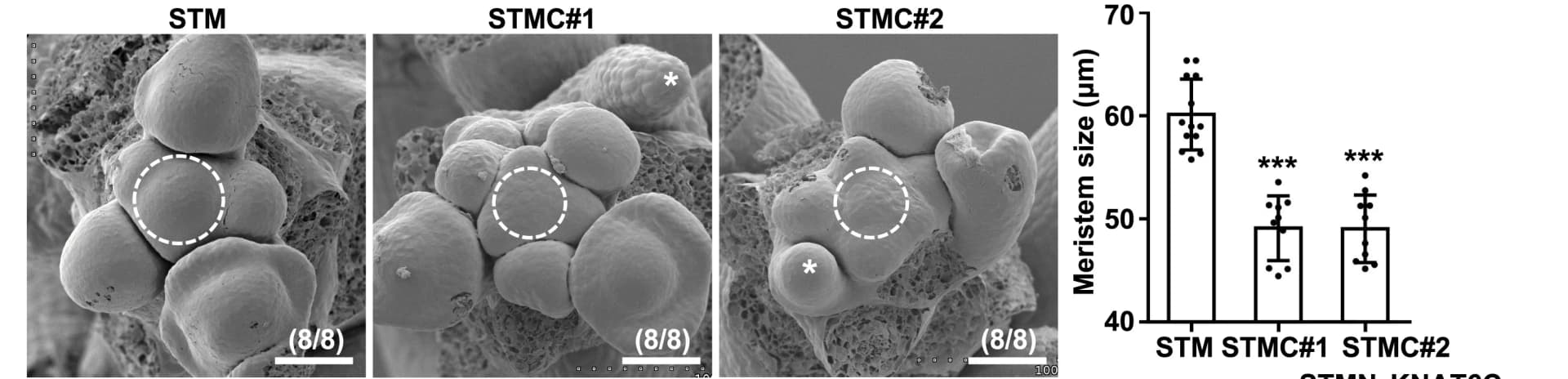 Open access visualization of Microscopy, Bar Plot, Error Bars, Inflorescence Meristem, Scanning Electron Microscopy