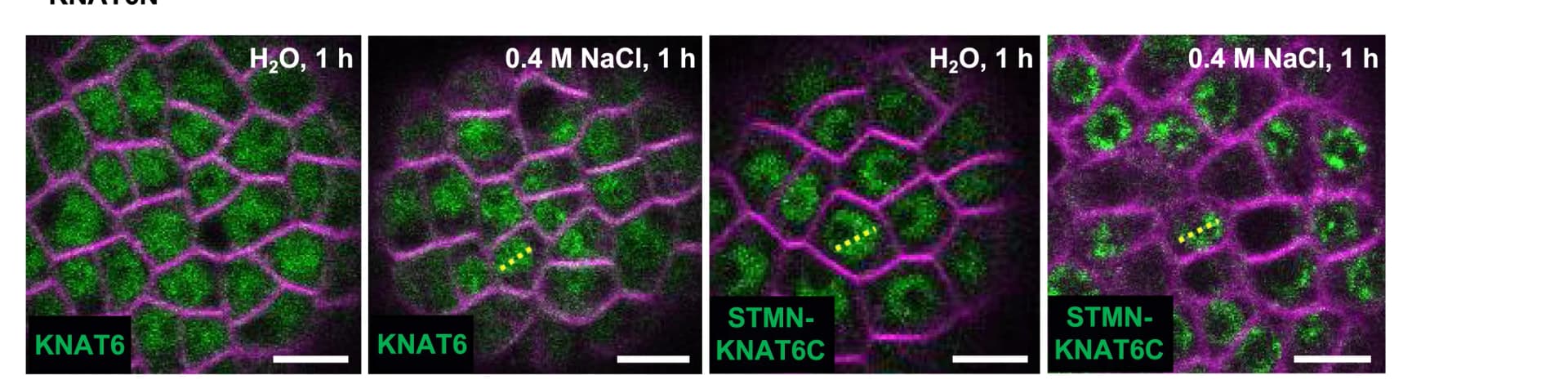 Open access visualization of Microscopy, Fusion Protein, STM-like Condensates, Fluorescence Intensity, Statistical Analysis