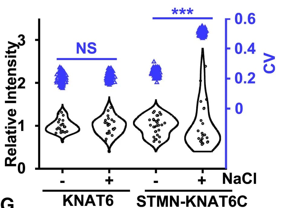 Open access visualization of Violin Plot, Scatter Plot, Fusion Protein, STM-like Condensates, Fluorescence Intensity