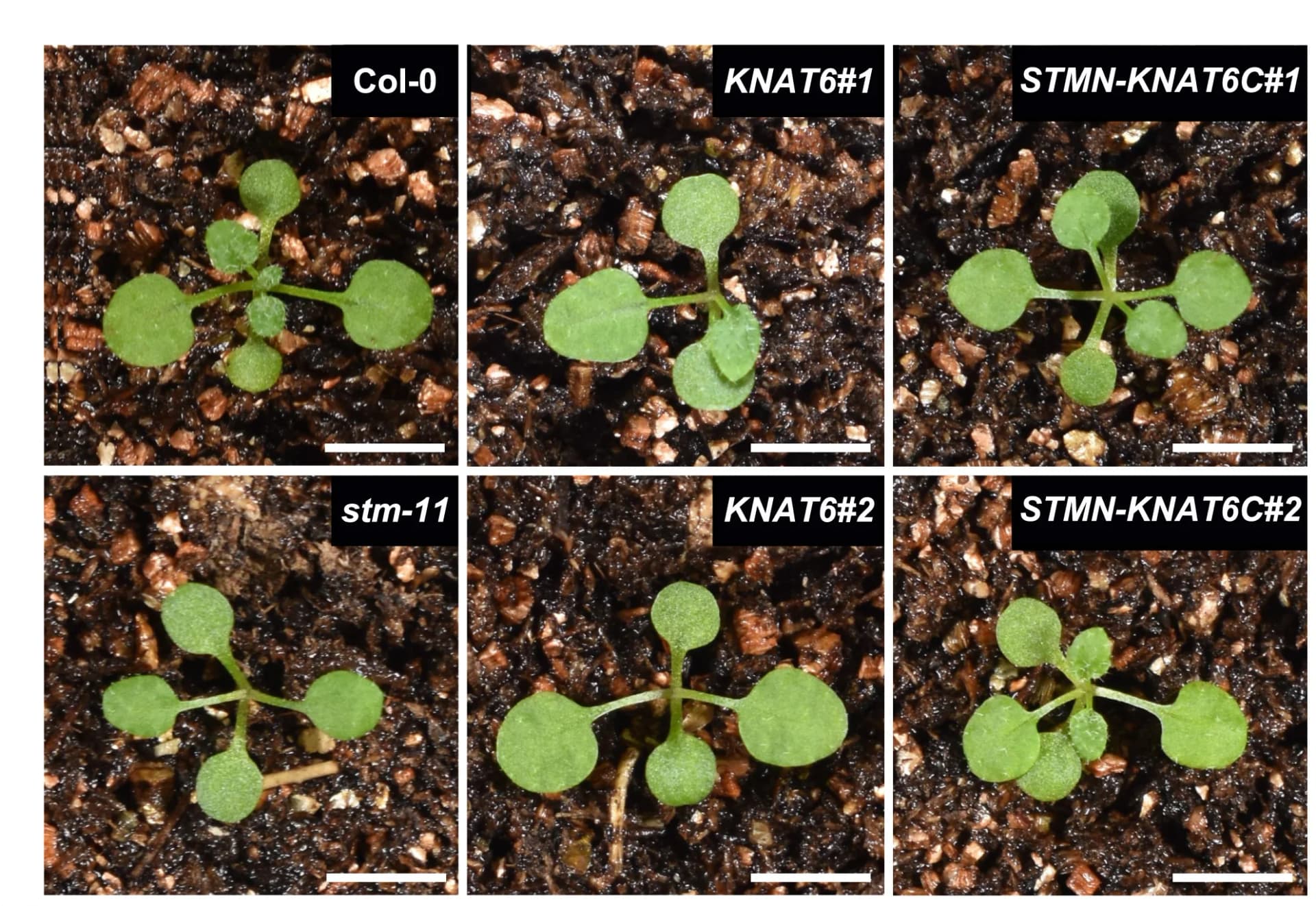 Open access visualization of Photo, Fusion Protein, Meristem Termination, Rosette Leaves, Transgenic Lines