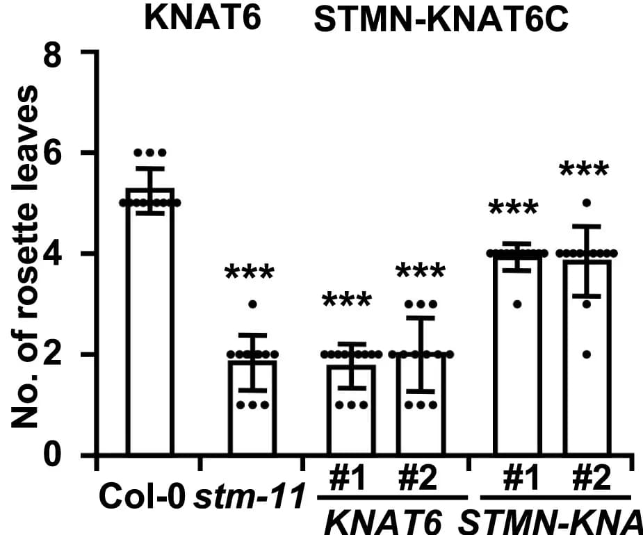 Open access visualization of Bar Plot, Error Bars, Fusion Protein, Meristem Termination, Rosette Leaves
