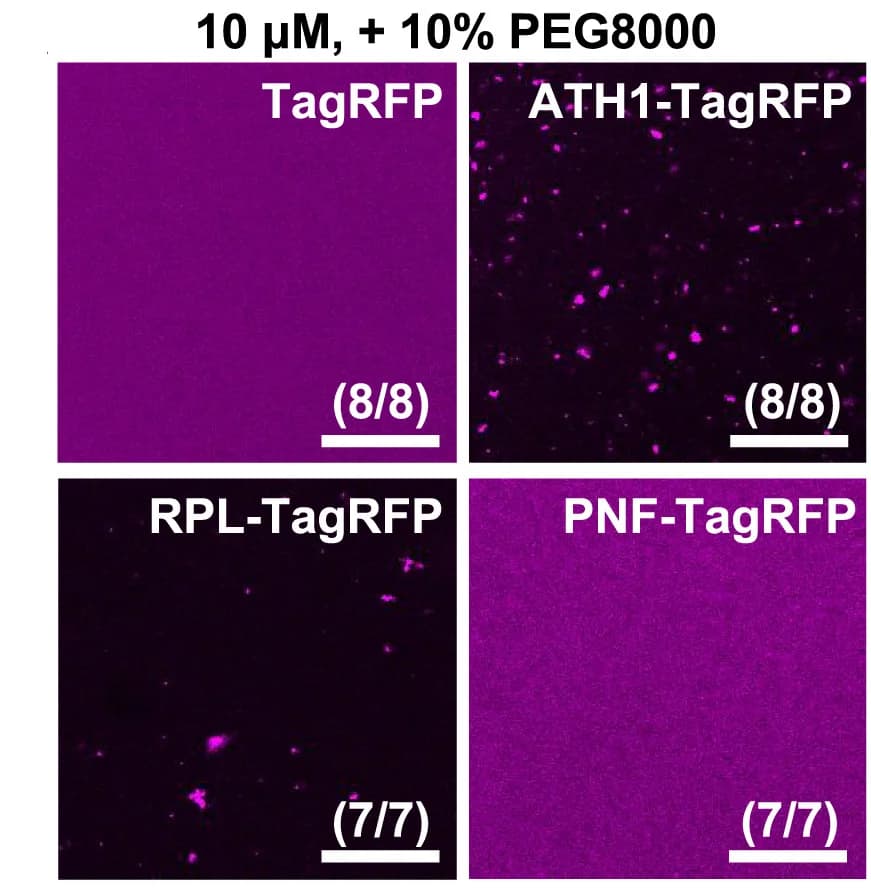 Open access visualization of Microscopy, In Vitro Phase Separation Assay, ATH1-TagRFP, RPL-TagRFP, PNF-TagRFP