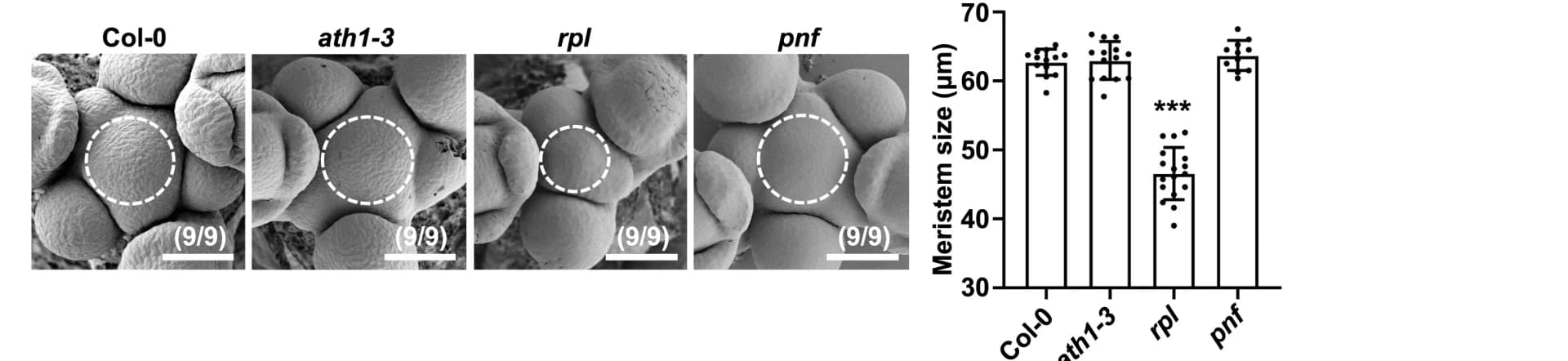 Open access visualization of Bar Plot, Error Bars, Inflorescence Meristem Size, rpl Mutant, Scanning Electron Microscopy