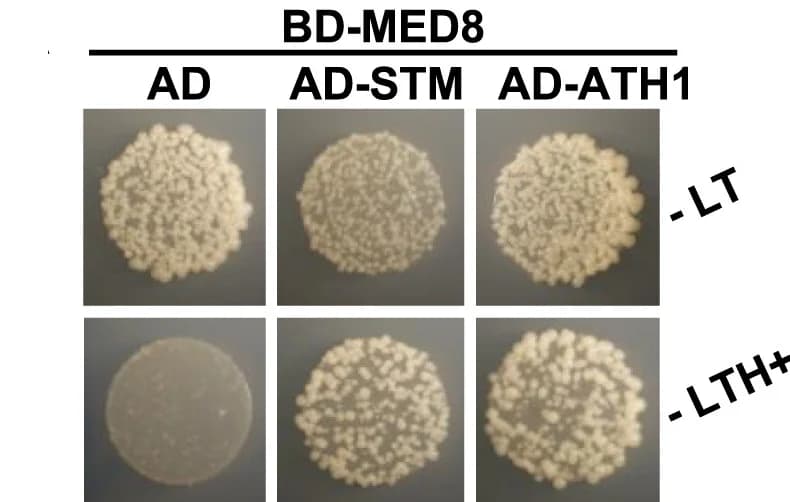 Open access visualization of Photo, Yeast Two-Hybrid Assay, MED8, STM, ATH1