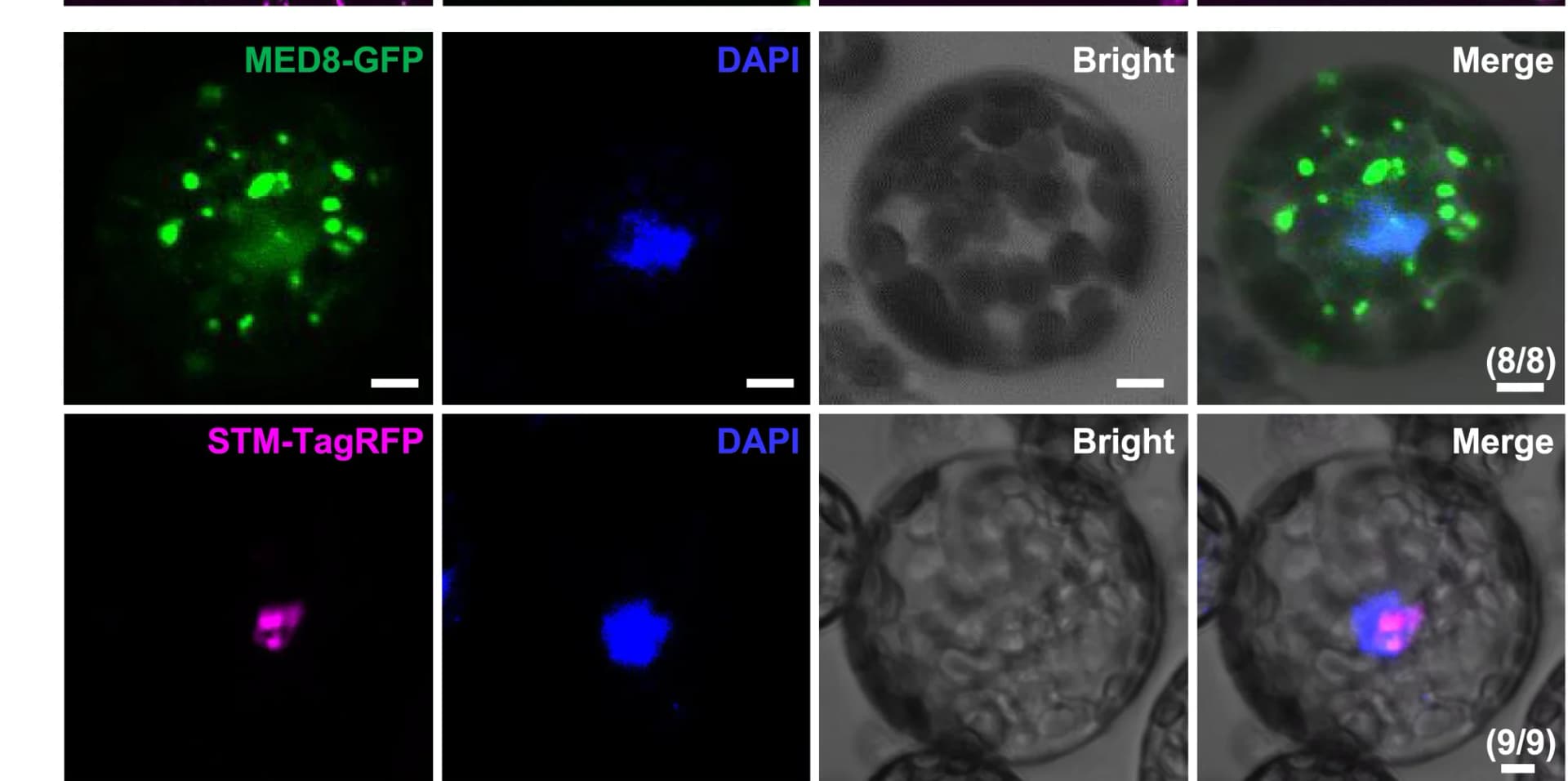 Open access visualization of Microscopy, Subcellular Localization, STM-TagRFP, MED8-GFP, Arabidopsis Protoplasts