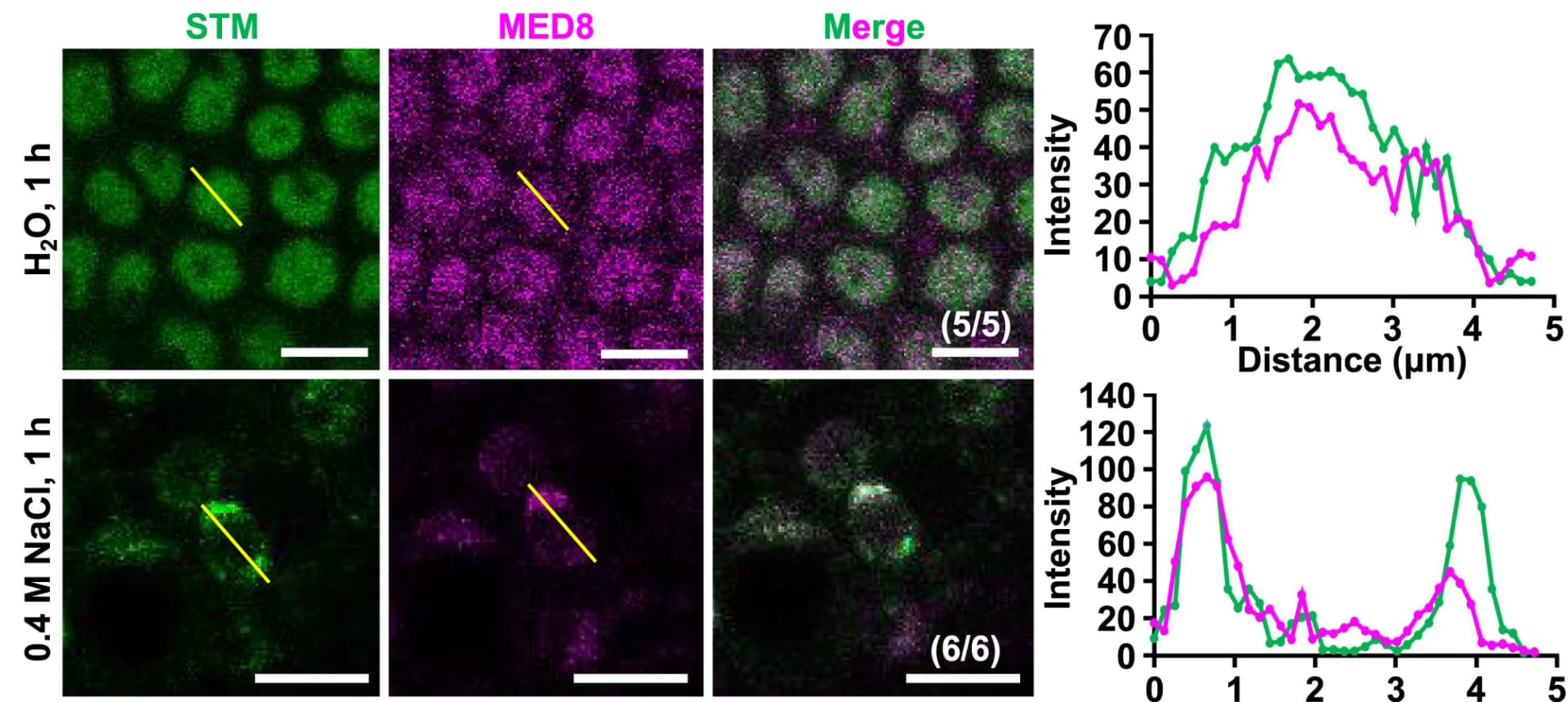 Open access visualization of Microscopy, Line Plot, Colocalization, STM, MED8