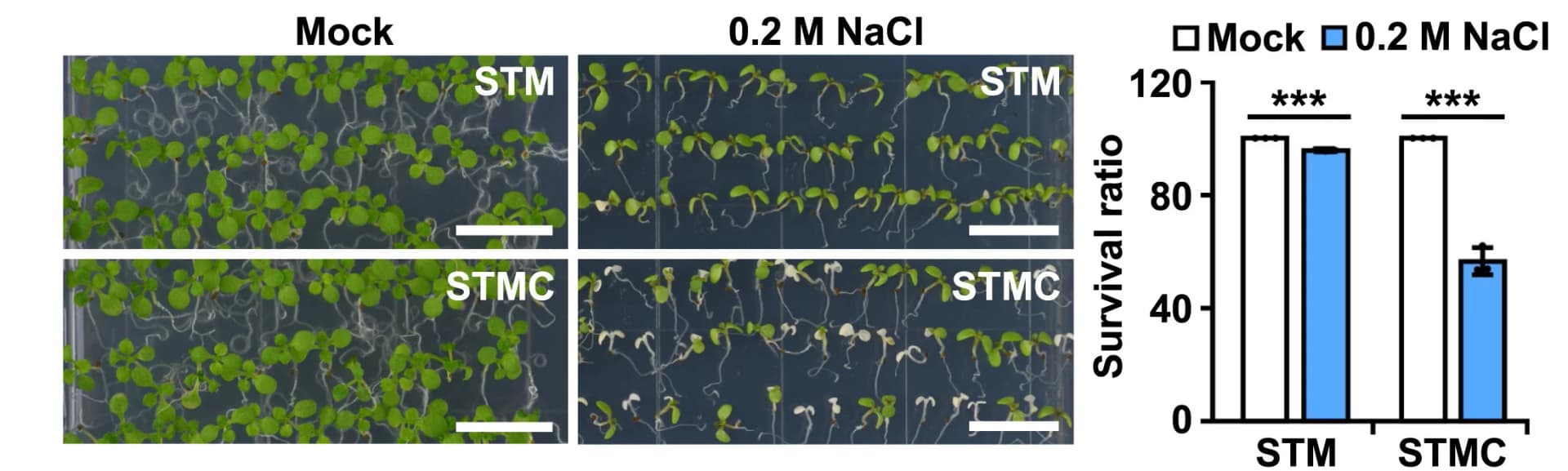 Open access visualization of Bar Plot, Error Bars, STM Protein, STMC Fragment, Salt Tolerance