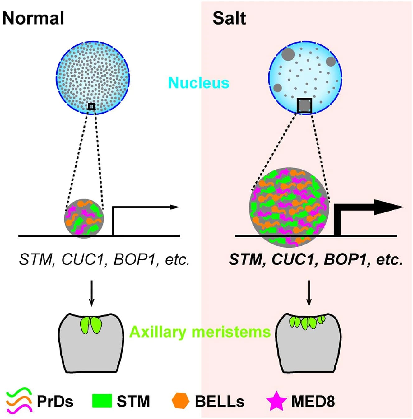 Open access visualization of Workflow, Illustration, STM, BELLs, MED8 Proteins