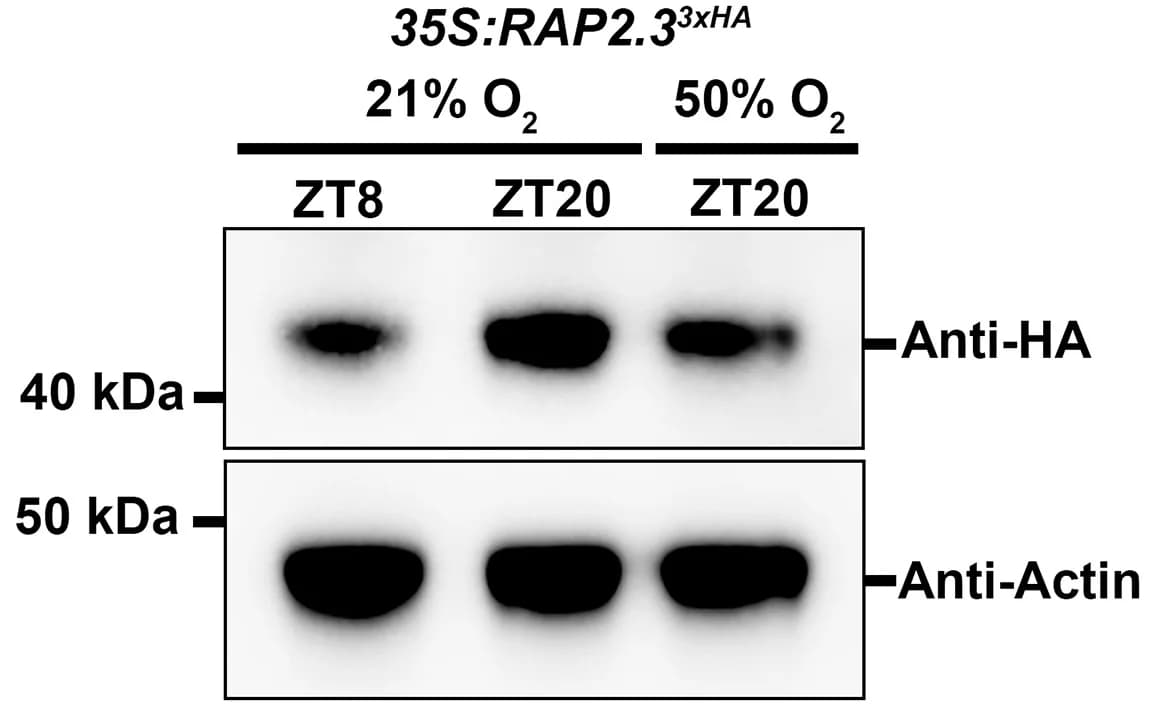 Open access visualization of Gel, Western Blot, RAP2.33xHA, ZT8, ZT20