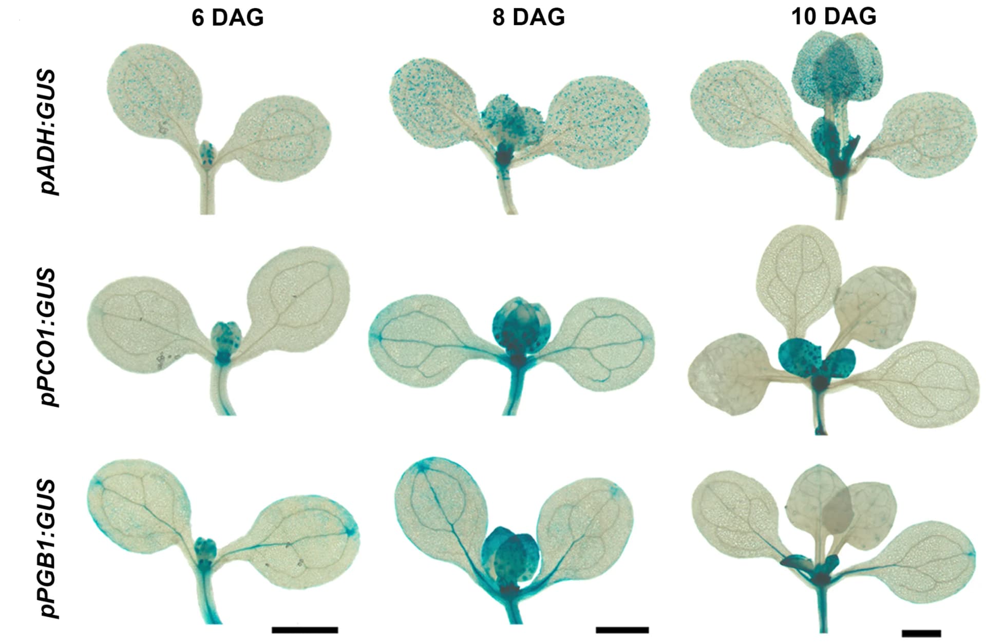 Open access visualization of Photo, Transgenic Lines, GUS Gene, ADH Promoter, PCO1 Promoter