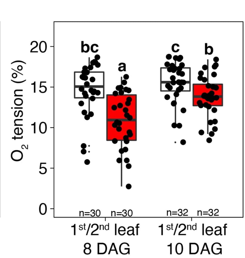 Open access visualization of Box Plot, Scatter Plot, Oxygen Tension, Oxygen Microsensor Probe, Young Leaves