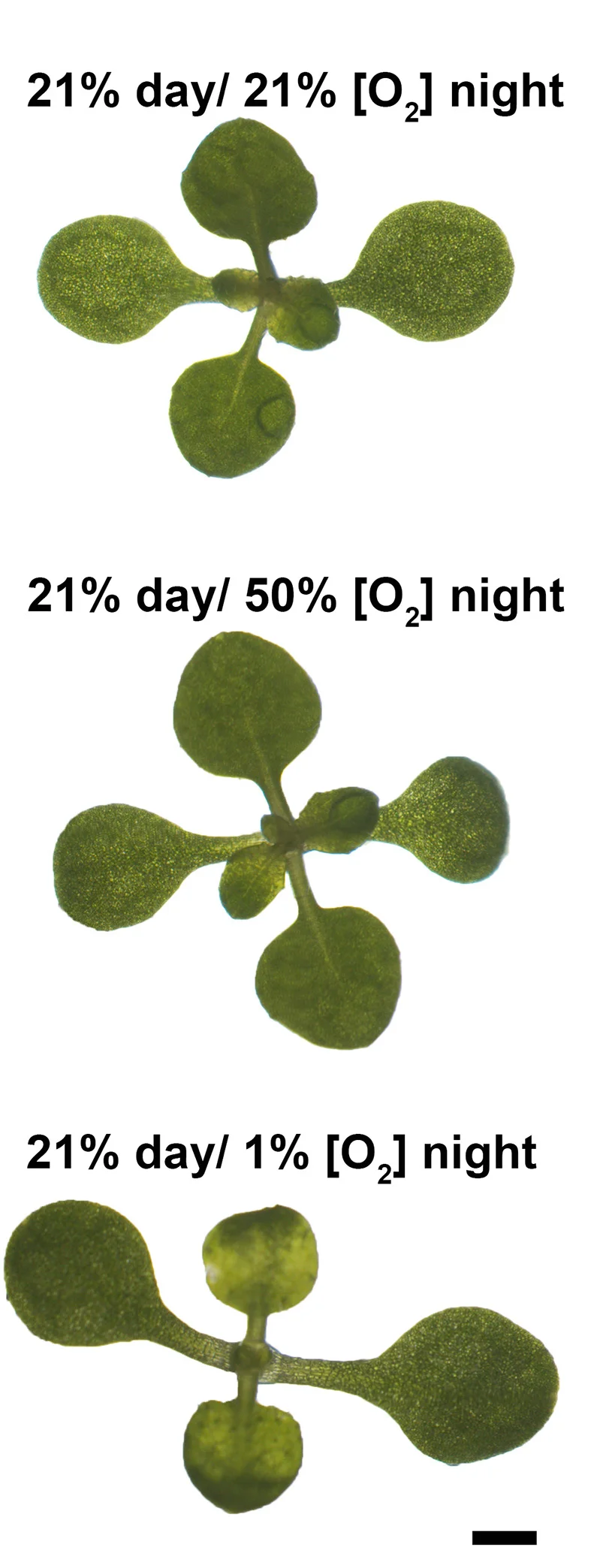 Open access visualization of Photo, Arabidopsis, Seedlings, Normoxia, Hypoxia