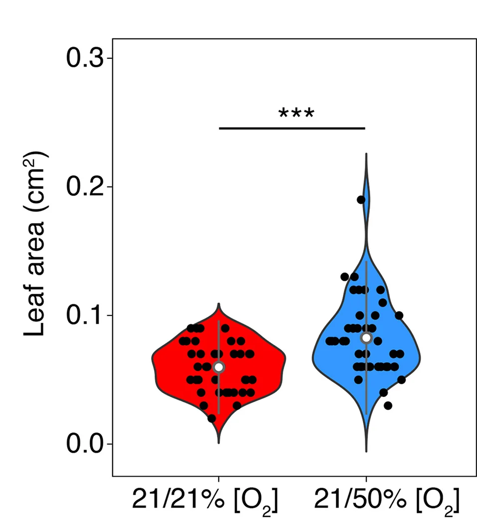 Open access visualization of Violin Plot, Leaf Initiation Rate, Leaf Area, Arabidopsis, Hyperoxia